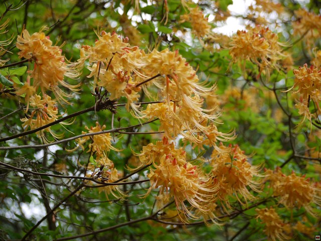 img00084.jpg