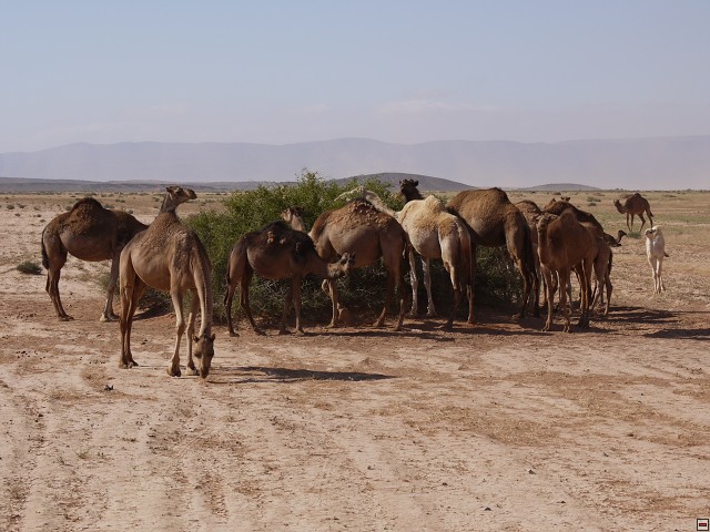 img00036.jpg