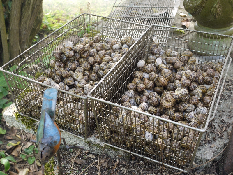 Escargot de Bourgogne sauvage au court bouillon en boîte 4/4