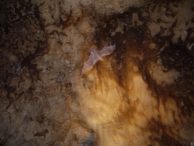 img00017.jpg
