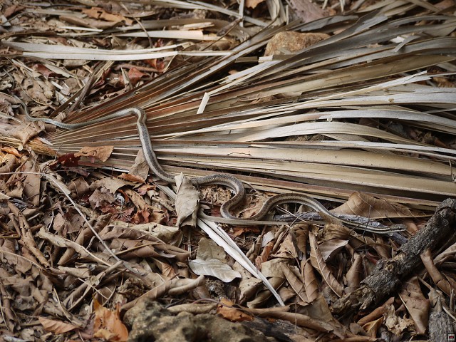img00005.jpg