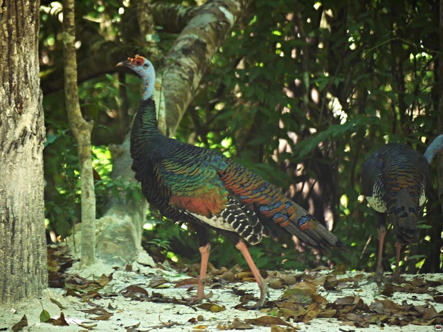 img00029.jpg